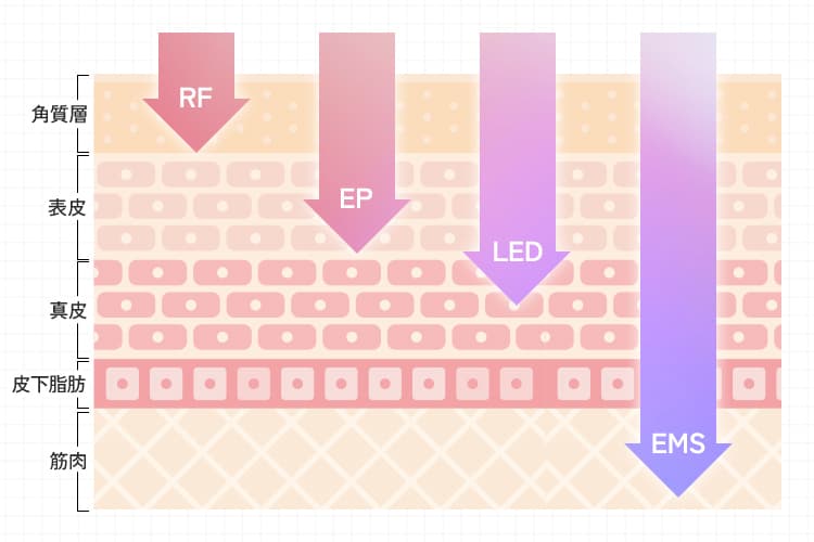 RF・EP・LED・EMSの皮膚への浸透の深さ